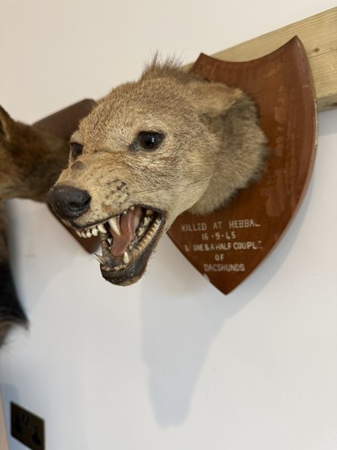 Van ingen jackal shield - van,