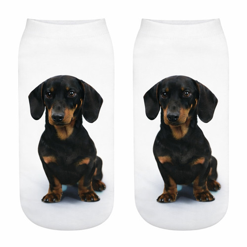 Dachshund dog cute - cute, trainer