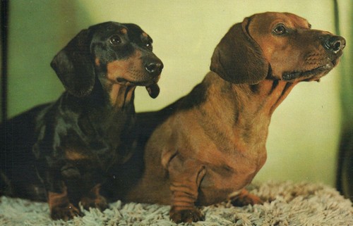 Vintage pair inquisitive - vintage,