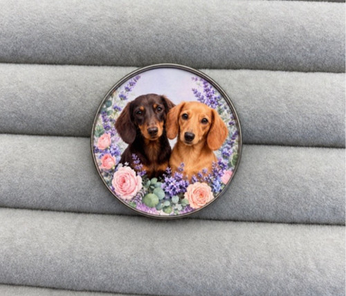 Beautiful dachshund dog pair - beautiful,