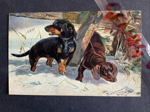 Dachshund pair snow - dachshund,